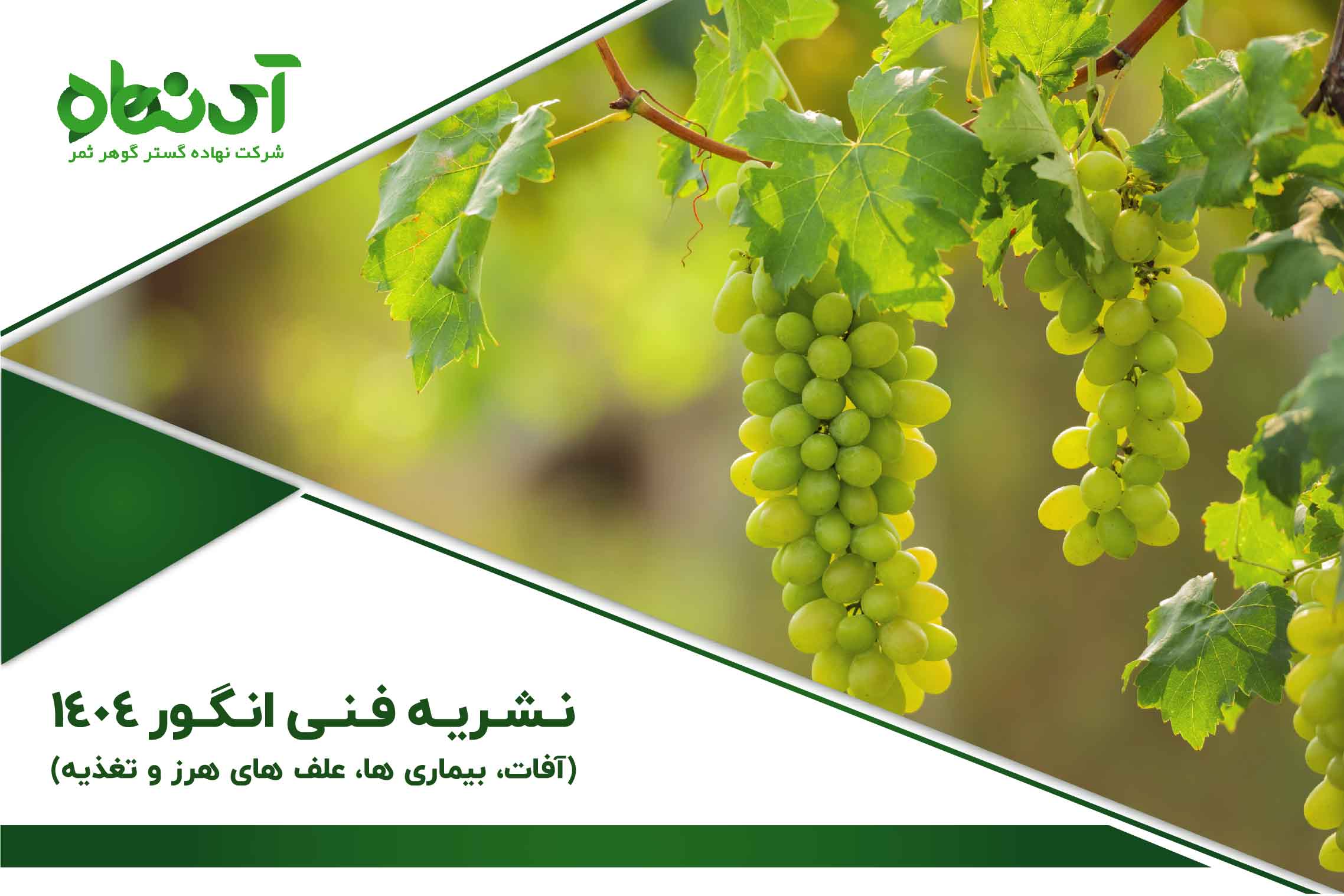 خلاصه نشریه فنی انگور 1404 